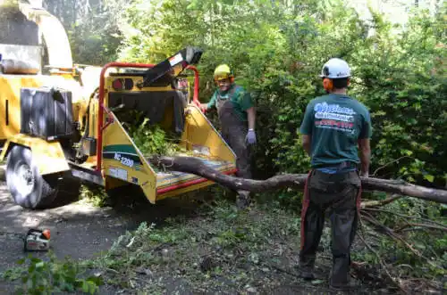 tree services Ferdinand